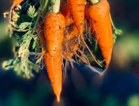 production carrots