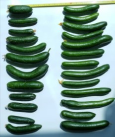 production cucumbers