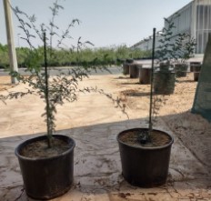 production nursery trees