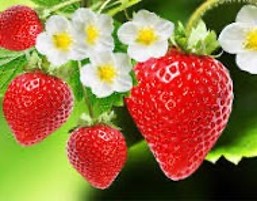 production strawberries